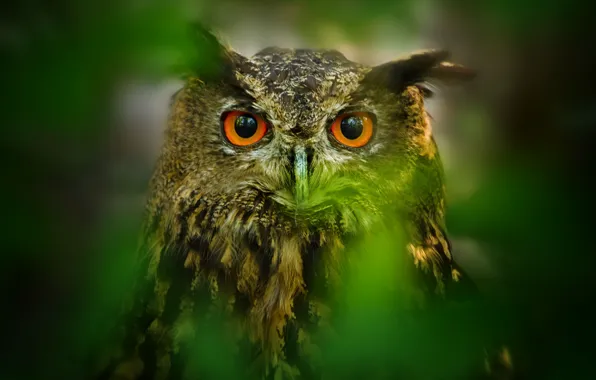 Picture eyes, leaves, owl, bird, blur