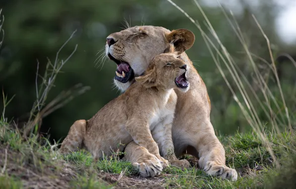 Cub, kitty, lions, lioness, lion