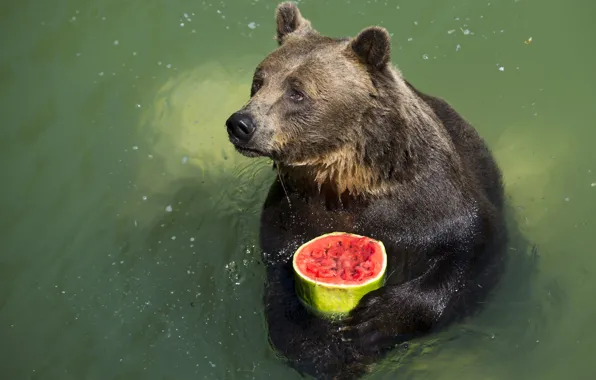 Picture sadness, look, water, animal, food, watermelon, bear, pond