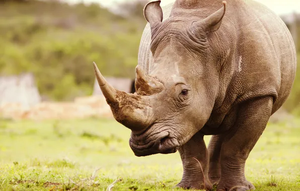 Nature, Africa, Rhino