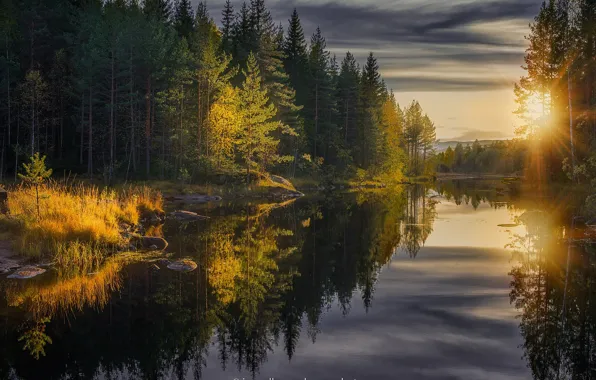 Autumn, forest, trees, reflection, river, the rays of the sun, Jorn Allan Pedersen