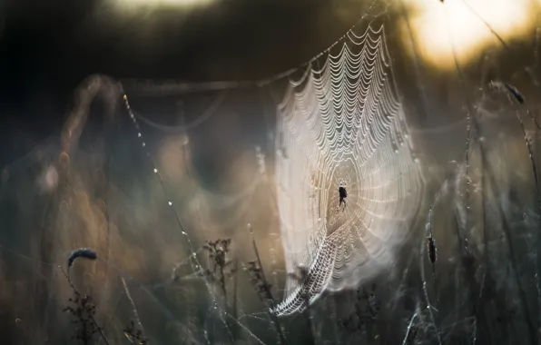 Autumn, nature, web