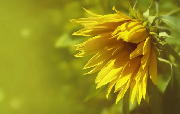 Picture nature, background, sunflower