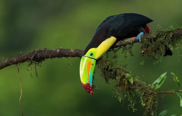 Picture bird, branch, jungle, Iridescent Toucan