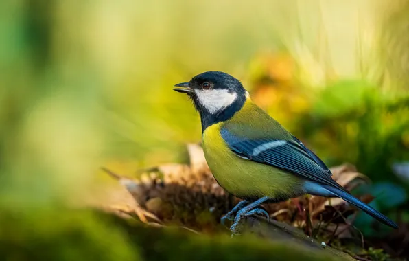 Leaves, bird, green background, bokeh, tit