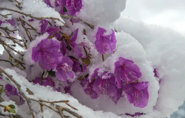Purple, snow, cold