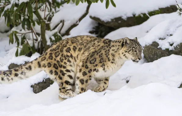 Winter, cat, snow, IRBIS, snow leopard, ©Tambako The Jaguar