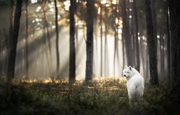 Forest, look, the sun, rays, light, trees, nature, pose