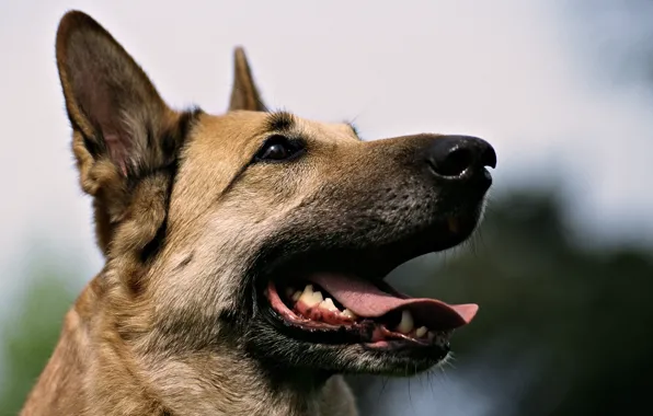 Picture dogs, shepherd, my friend