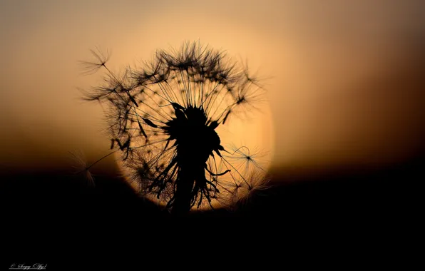 Flower, the sun, macro, sunset, dandelion