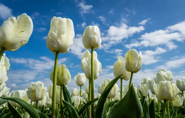 Picture the sky, tulips, buds