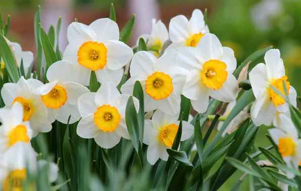 Picture flowers, nature, beauty, spring, may, flowering, daffodils, cottage