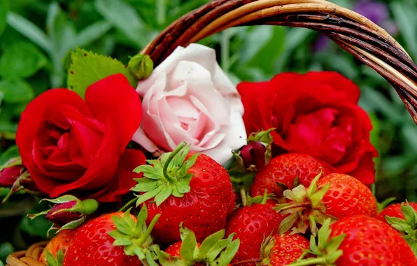 Flowers, berries, roses, strawberry, buds