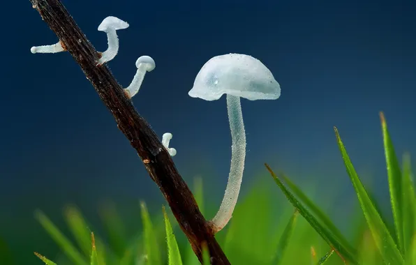 Grass, macro, mushrooms, branch