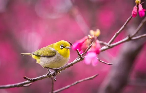 Picture bird, branch, Sakura, flowering