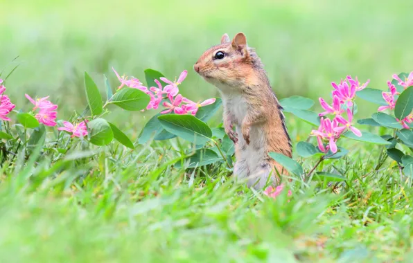 Picture flowers, nature, glade, Chipmunk, green background, stand