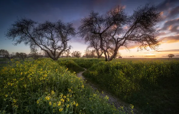 Field, trees, flowers, meadow, path