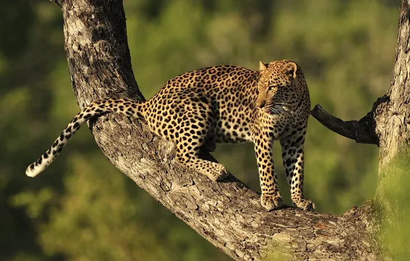 Tree, predator, leopard