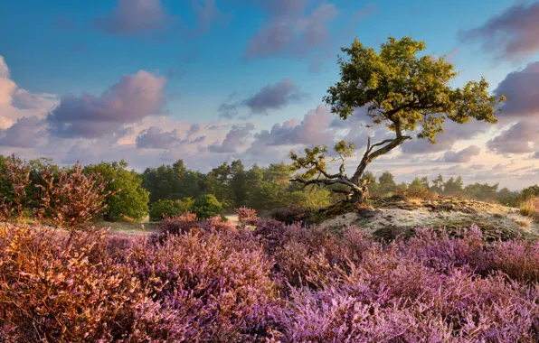 The sky, clouds, trees, flowers, branches, tree, glade, foliage