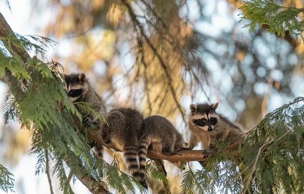Look, branches, tree, raccoon, needles, bokeh, Quartet, raccoons