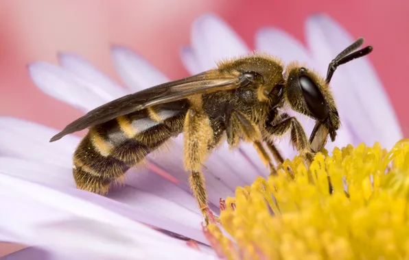Picture eyes, macro, flowers, bee, background, chamomile, petals, insect