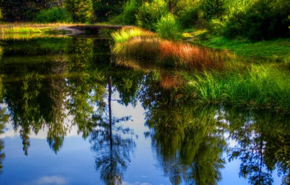 Picture forest, grass, water, trees, pond, reflection, reed, the bridge