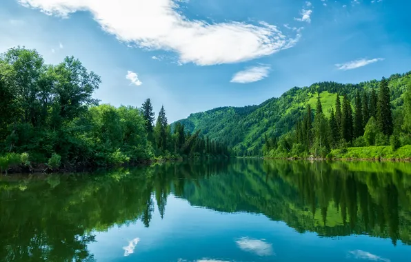 Green, summer, forest, water, mirror