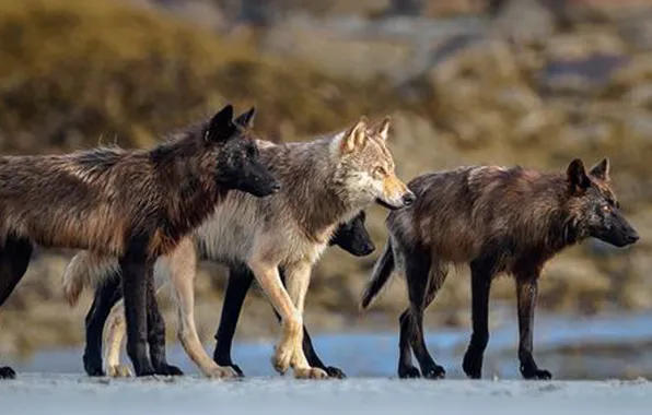 Picture nature, snow, predator, face, animal, wolf, wildlife, portrait