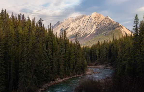 Picture forest, landscape, mountains, river, shore, tops, ate, Canada