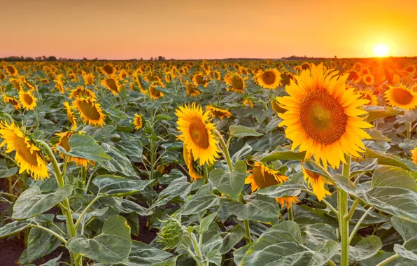 Field, summer, the sky, leaves, the sun, rays, light, sunflowers