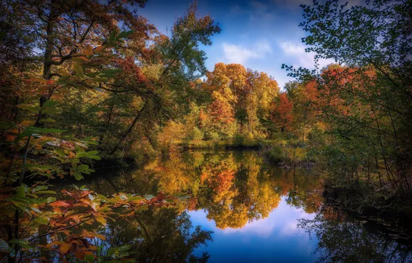 Forest, nature, river, lake, river