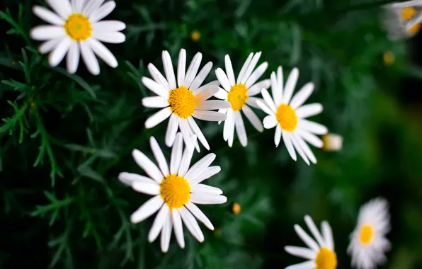 Summer, flowers, nature, background, Wallpaper, chamomile, plants, wallpaper