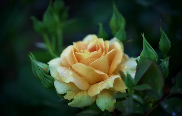 Flower, rose, yellow