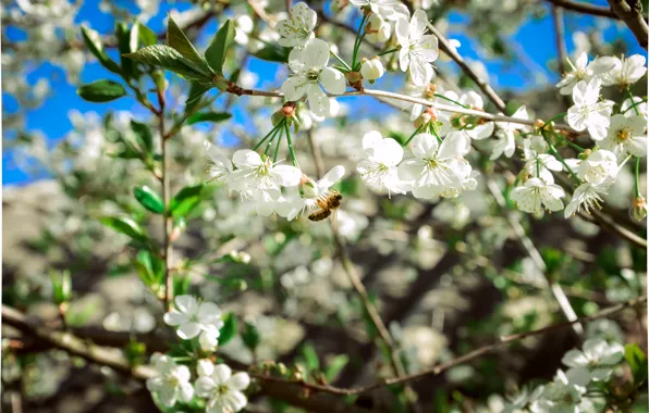 Picture cherry, bee, spring, flowering