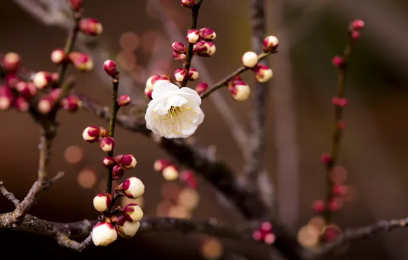 Picture white, flower, cherry, branch, blur, kidney