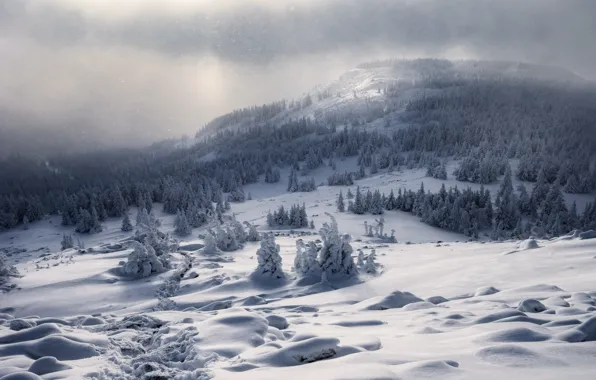 Winter, forest, snow, mountains, fog, ate, the snow, haze