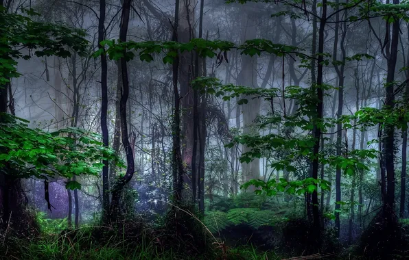 Forest, leaves, trees, branches, nature, fog, thickets, trunks