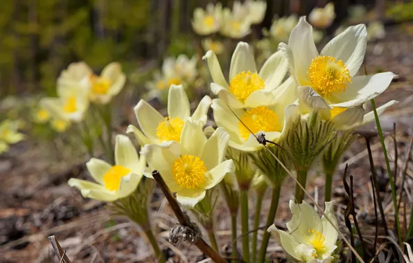 Macro, spring, anemone