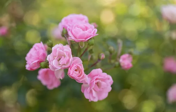 Picture summer, flowers, Bush, roses