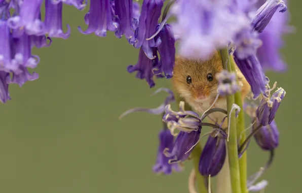 Macro, flowers, mouse, bells, Harvest Mouse, The mouse is tiny