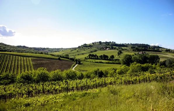 Trees, hills, field, Italy, plantation, Tuscany, Tuscany