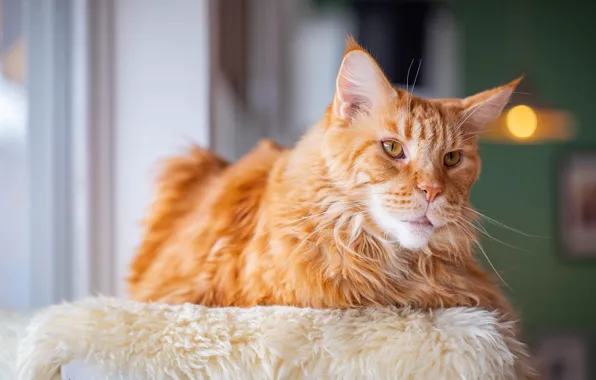 Cat, cat, look, face, room, window, red, lies