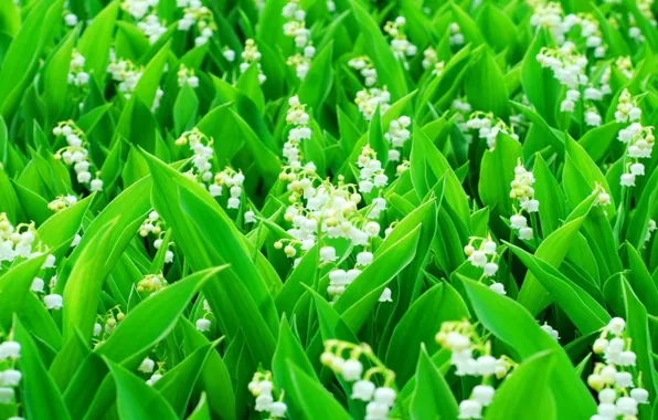 Field, leaves, stem, lilies of the valley