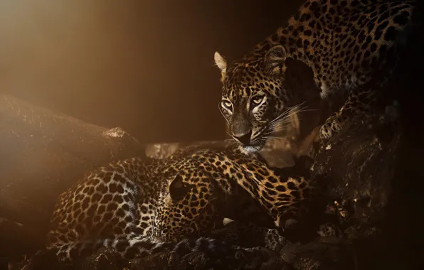 Look, leopard, leopards, cubs, mother