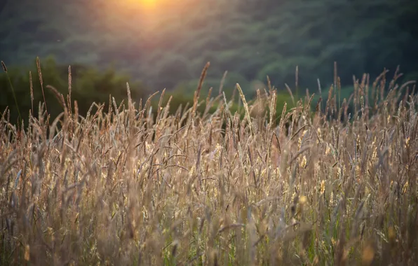 Summer, grass, spikelets, sunlight