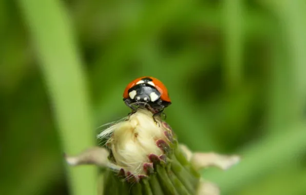 Macro, dandelion, ladybug