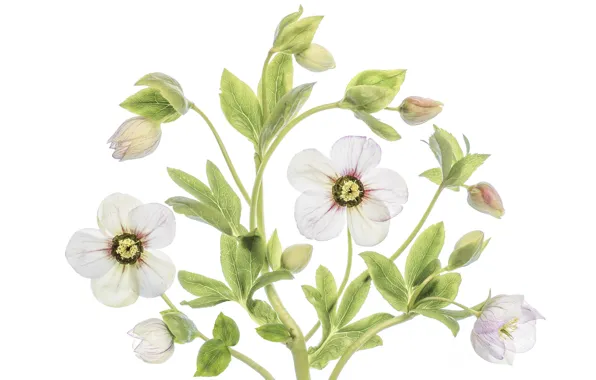 Macro, hellebore, Helleborus