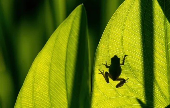 Leaves, macro, light, frog, silhouette, shadows, veins, on a piece