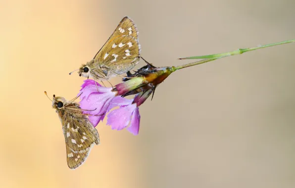 Macro, butterfly, flowers, Rosa, a blade of grass