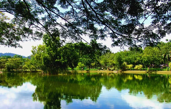 Picture greens, reflection, nature, lake, green, Nature, trees, Turkey